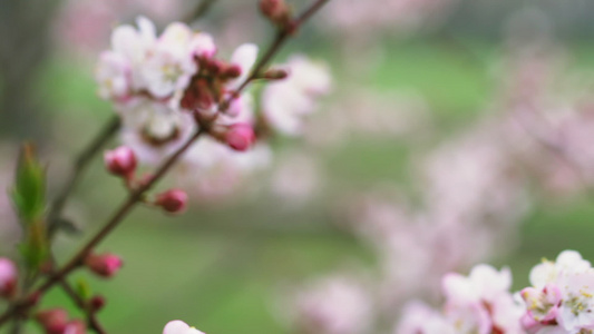 樱花花视频