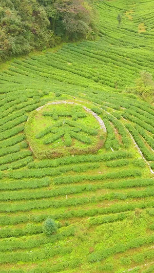 航拍生态茶园茶叶基地云雾缭绕中国茶叶81秒视频