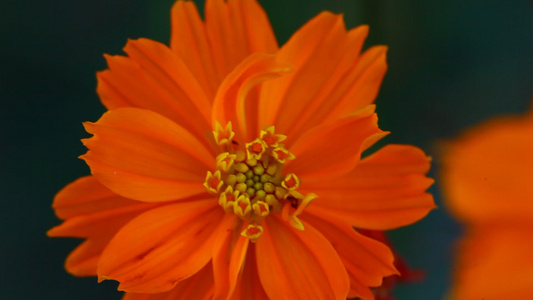 橙色宇宙花的宏观视频视频