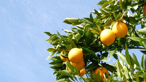 美国加利福尼亚州树上的柑橘果实9秒视频