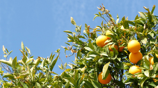 美国加利福尼亚州树上的柑橘橙果实春天花园美国当地农业视频