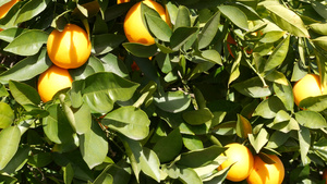 美国加利福尼亚州树上的柑橘橙果实春天花园美国当地农业13秒视频