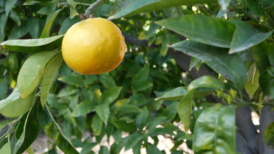 美国加利福尼亚州树上的柑橘橙果实春天花园美国当地农业视频