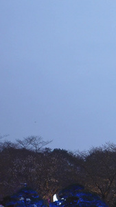 武汉东湖樱花园日本建筑五重塔夜景樱花素材樱花季视频