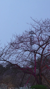 武汉东湖樱花园日本建筑五重塔夜景樱花素材樱花季视频