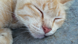 闭着眼睛睡觉的猫咪22秒视频