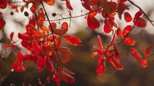 秋天红色的树叶18秒视频