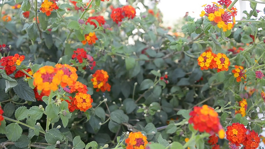 橙色花花视频