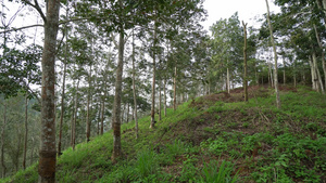 橡胶树种植园7秒视频