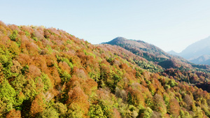 在秋天阳光明媚的白天无人驾驶飞机飞越美丽多彩森林18秒视频
