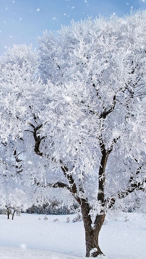 冬季雪景视频素材唯美风景雪10秒视频