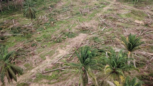 其他种植场的棕榈地视频