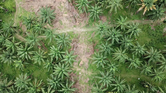 用于其他种植的清油棕榈种植园视频