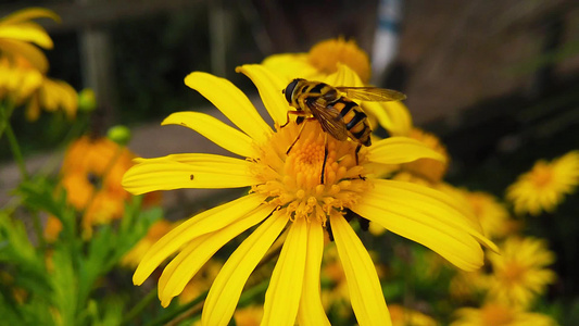 在金色的菊花上的蜜蜂视频