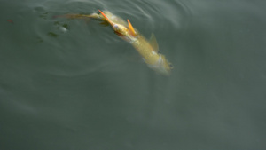 在水面游动的鱼28秒视频