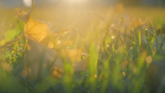 夕阳下逆光拍摄草地上枯黄的落叶视频