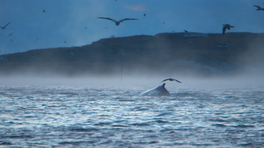 座头鲸和虎鲸浮出水面视频