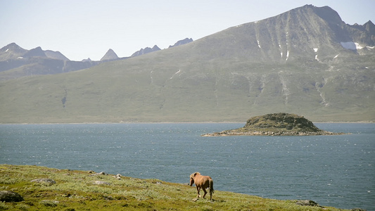 峡湾的马视频