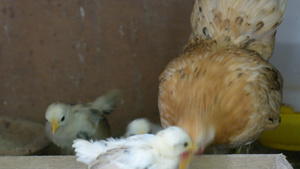 母鸡和小鸡吃16秒视频