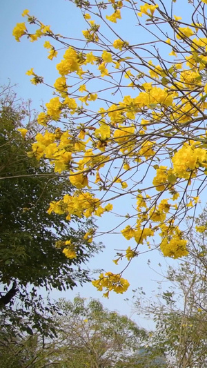黄花风铃木盛开春暖花开39秒视频