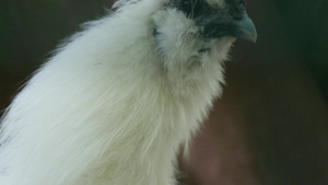 丝绸鸡的肖像19秒视频