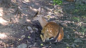 美丽的小鹿独自坐在森林里11秒视频