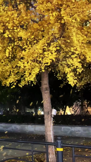 城市秋天季节银杏树叶秋风扫落叶素材落叶雨20秒视频