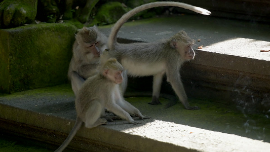 猴子的家族互相交流猴子森林乌布德巴利印地安人视频