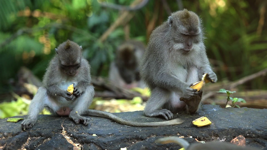 公园里有很多猴子来吃早餐视频