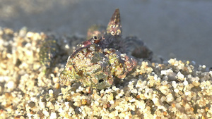 螃蟹用沙石24秒视频