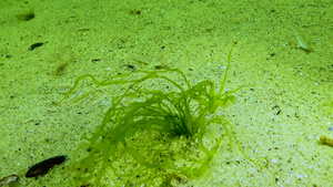 黑海海藻黑海海底绿藻类ulvaentomorta53秒视频