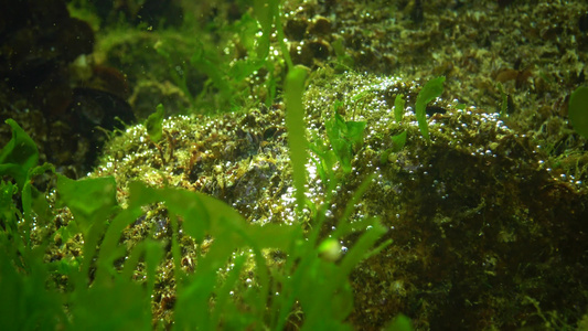 海底绿藻类视频