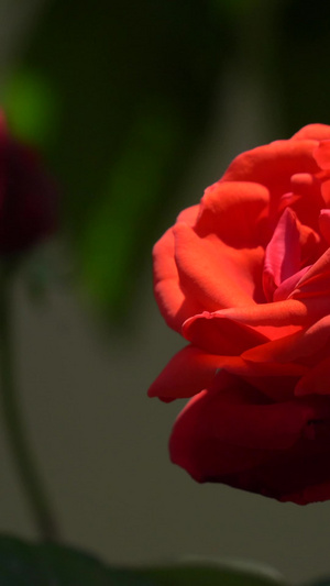 月季花升格视频玫瑰花55秒视频