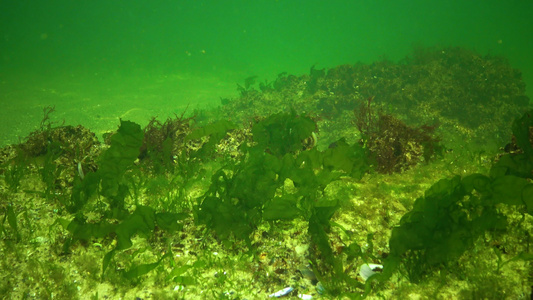 黑海海藻黑海海底绿藻类ulvaentomorta视频