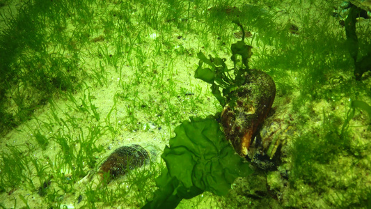 黑海海藻黑海海底绿藻类ulvaentomorta视频