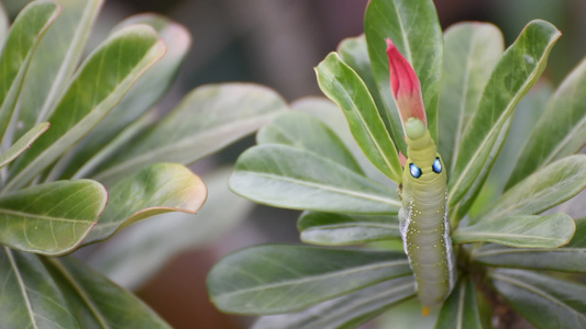 飞蛾幼虫或毛毛虫吃假花视频