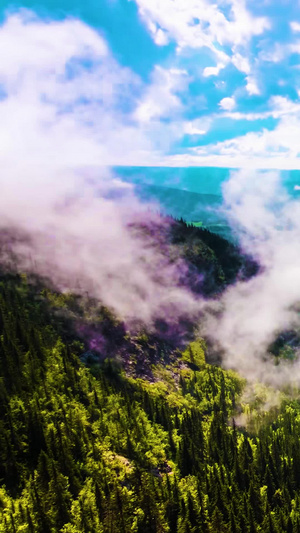 喀纳斯森林河流云雾延时新疆风景11秒视频