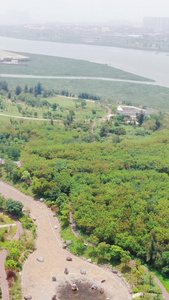 大自然山川森林植物竖屏航拍视频