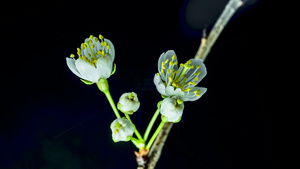 8k微距花开延时植物生长花朵绽放延时20秒视频