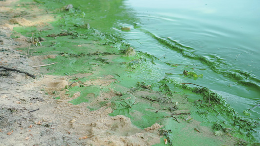 鱼类和水生植物缺氧磷酸盐水污染问题被绿色厚厚的海藻视频