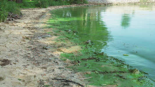 磷酸盐水污染问题被污染的河岸或湖岸覆盖着绿色厚厚海藻视频