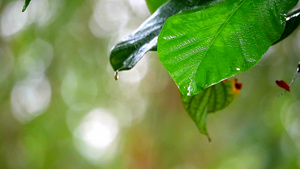 模糊背景的绿色叶子上的雨滴21秒视频