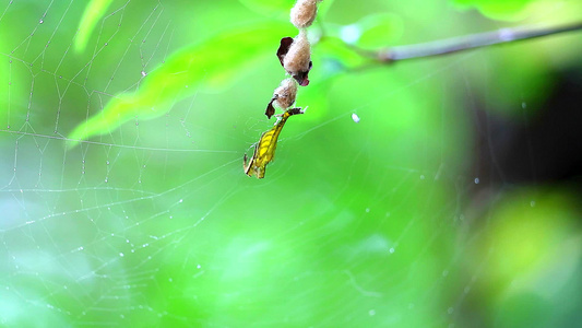 网上的黄黄蜘蛛刺等待昆虫和绿叶树叶视频