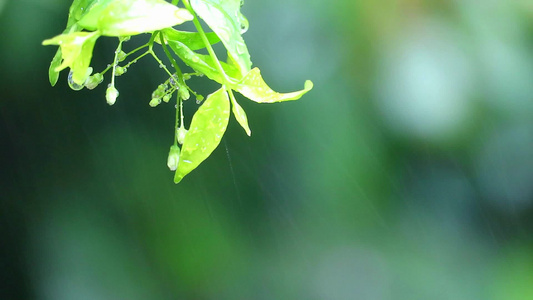 花园绿树叶和模糊背景的雨滴视频