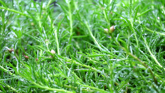 花园里的雨滴园里有雨滴青绿色的叶子诞生了雨水模糊视频