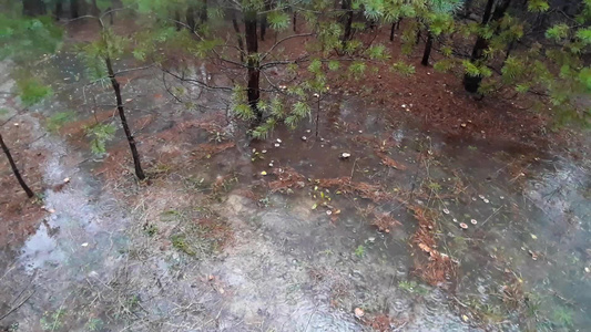 雨滴在森林中水坑形成视频