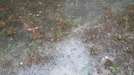 雨滴在森林中形成水坑视频