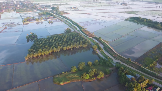 飞越油棕榈地的空中飞行视频