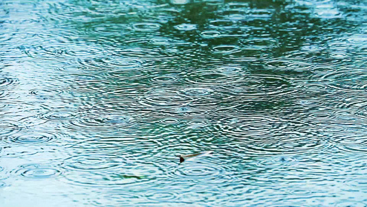 聚焦点为水上的雨滴和表面漂浮的模糊干叶1视频