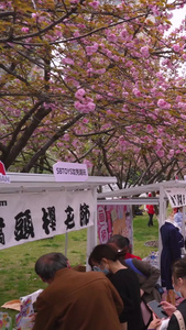 低空飞行航拍城市樱花节活动现场街景人流素材城市素材视频